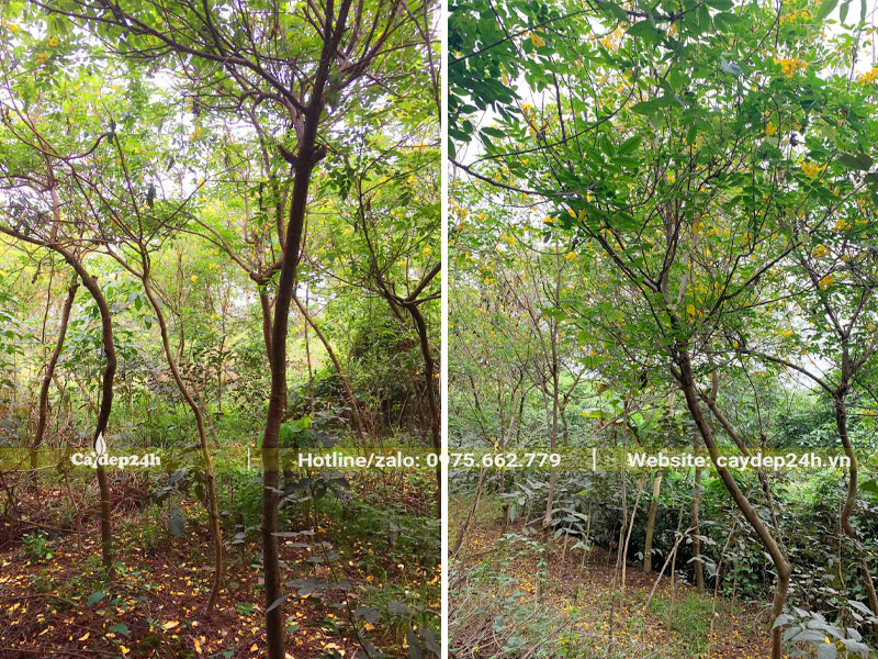 Đường kính cây từ 5 - 8cm, nuôi trồng nhiều năm tại nhà vườn