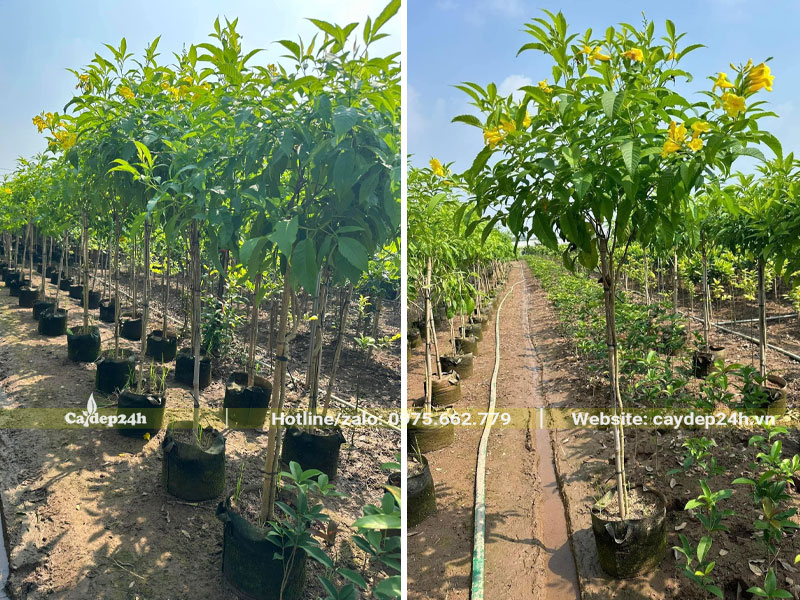 Cây Huỳnh Liên thuần bầu cao 1m