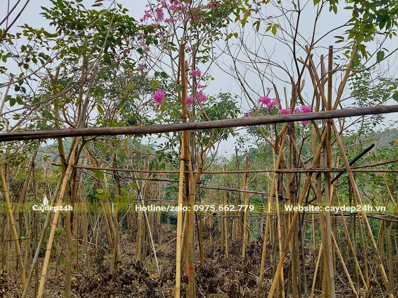 Vườn Phong Linh Tím trưởng thanh đang bắt đầu mùa ra hoa