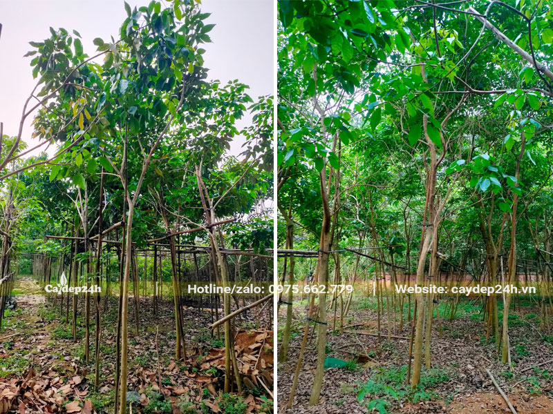 Nhà vườn trồng hàng nghìn cây Phong Linh tím đường kính gốc 7cm