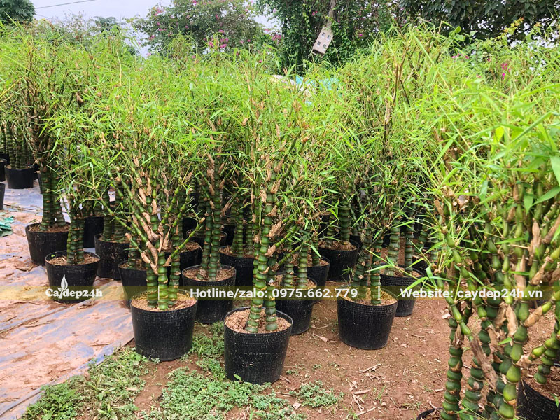 Trồng sẵn trong bầu những cây Trúc Quan Âm cao 1m