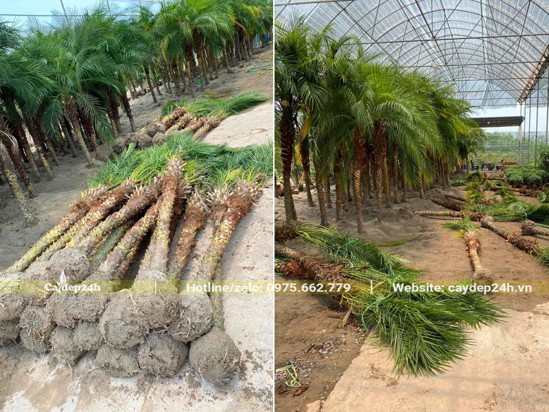 Chọn cây Chà La Cảnh từ vườn dâm ủ