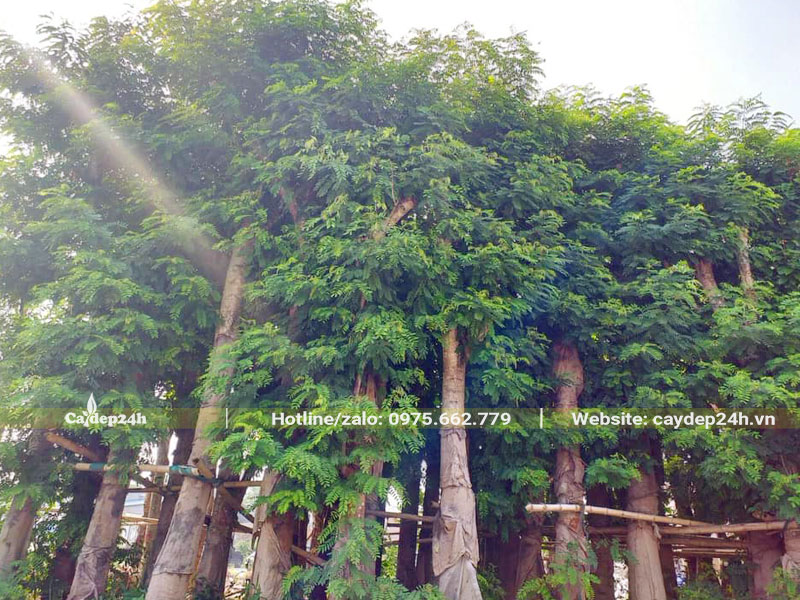 Điệp Vàng cổ thụ dâm ủ