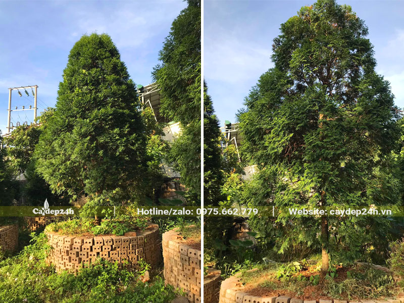 Vườn dưỡng số lượng lớn cây Bách Xanh trong bầu quây nổi