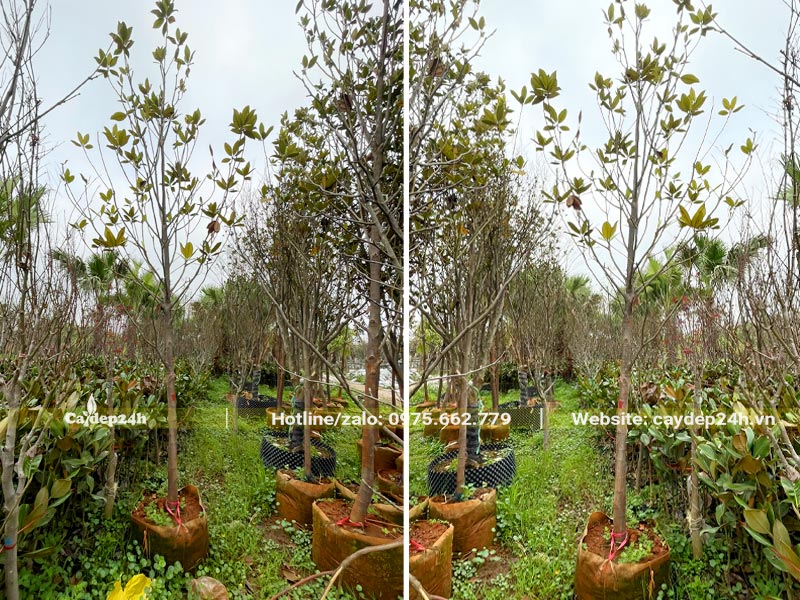 Cây giống Sen Đất, cây công trình xếp gọn theo hàng