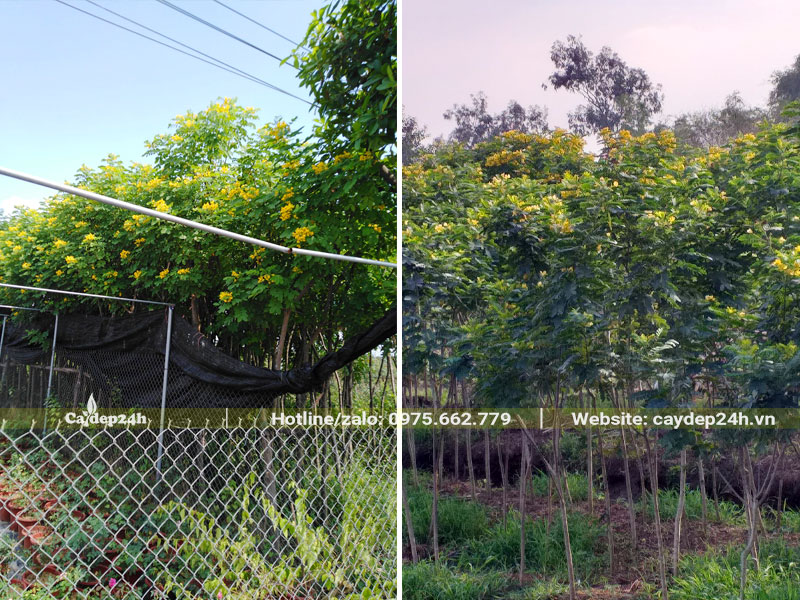 Nhà vườn dưỡng ủ số lượng lớn Điệp Vàng trưởng thành