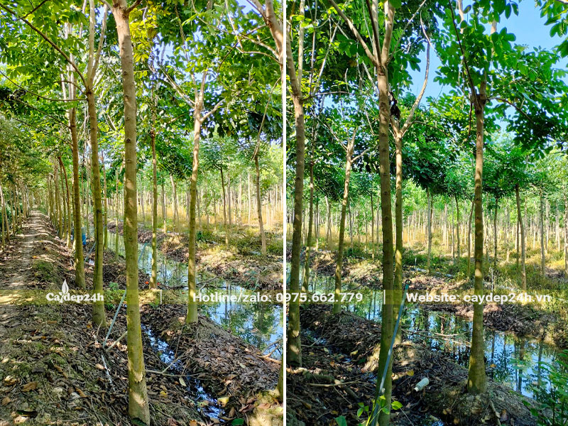 Hàng trăm cây Sò Đo Cam đường kính gốc 7 - 8cm đang dưỡng tại nhà vườn