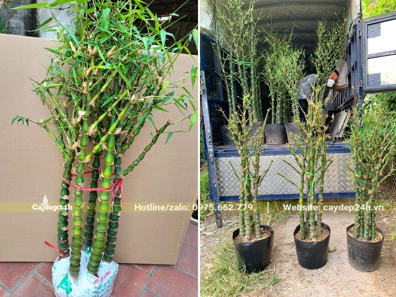 Bó thân cành cẩn thận trước khi mang giao cho khách