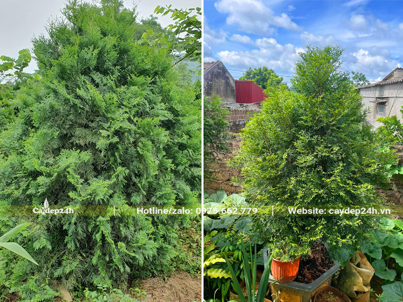 Trồng cây Bách Xanh trong chậu cảnh trang trí trong nhà