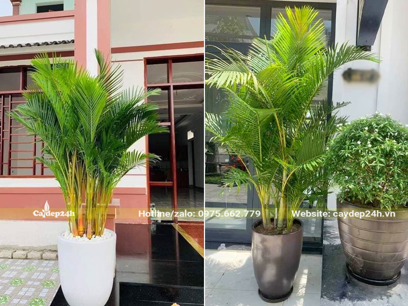 Chậu cây cau kiểng vàng trồng trước nhà