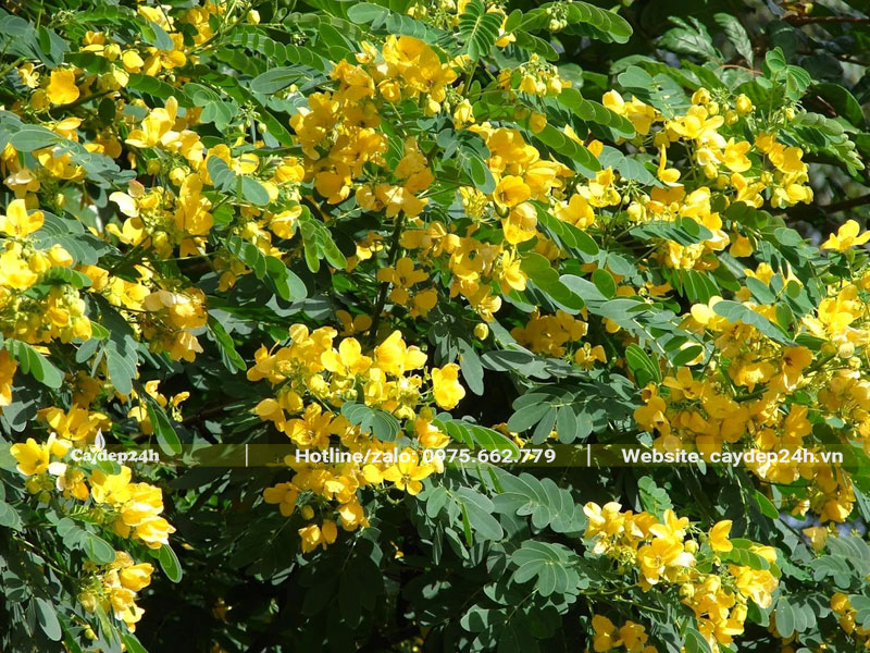 Tán cây Điệp Vàng sum suê lá và hoa