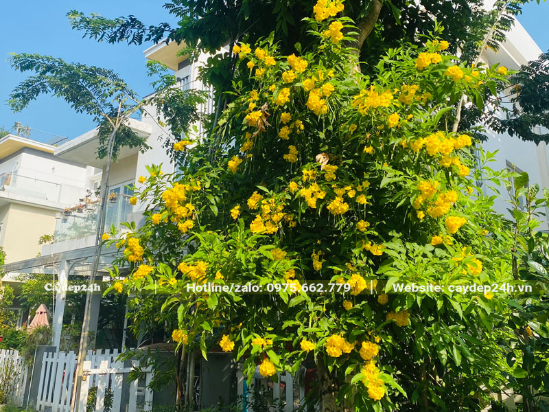 Trồng cây hoa Huỳnh Liên vàng trước nhà thu hút tài lộc và may mắn