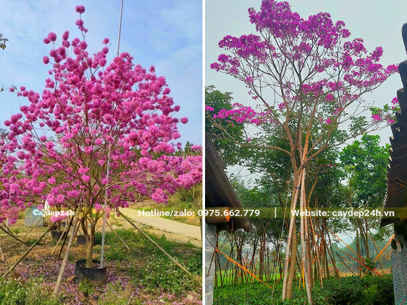 Cây Phong Linh tím lâu năm trồng cảnh quan đô thị