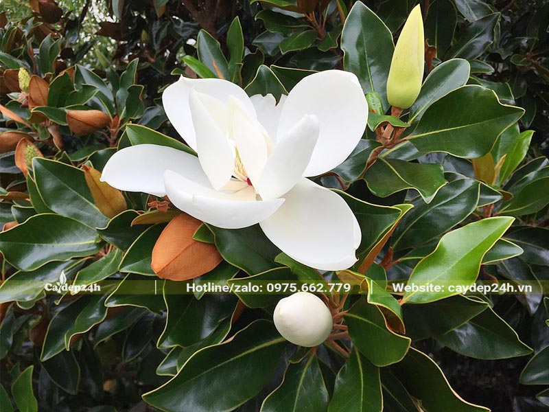 Bông hoa Sen Đất đẹp với những cánh hoa trắng muốt