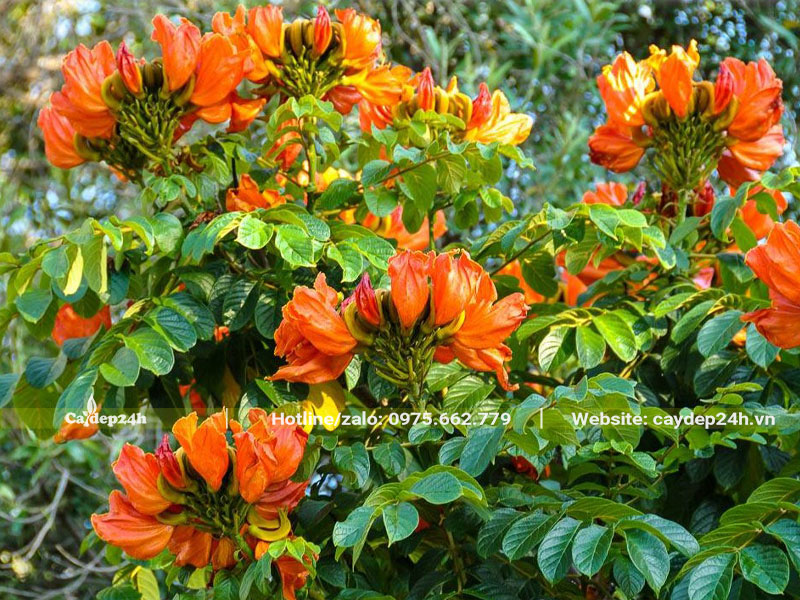 Tán cây hoa Sò Đo Cam nổi bật với sự đan xen của tông màu xanh và đỏ cam