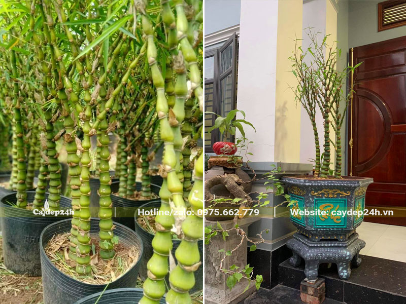 Trồng cây Trúc Quan Âm trong chậu cảnh trang trí trước nhà biệt thự