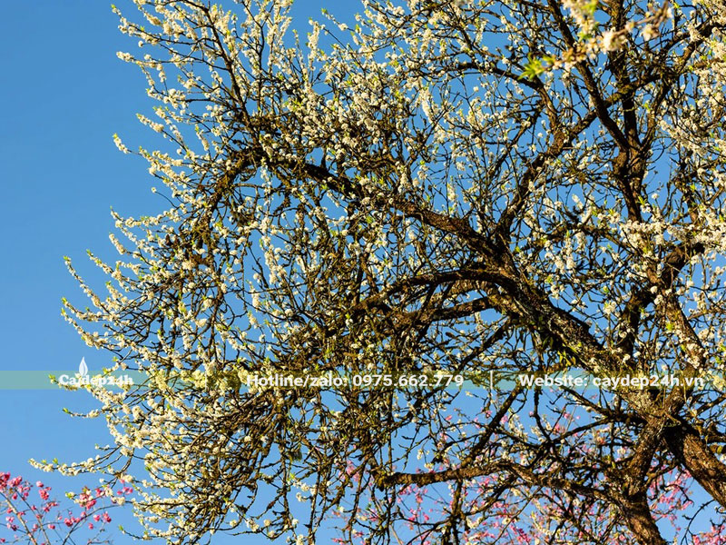 Cây Mận Hậu cổ thụ nở hoa trắng chi chít