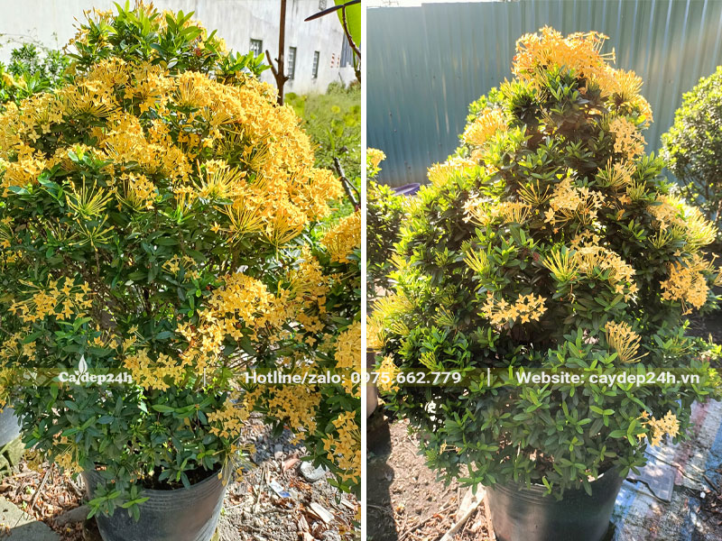 Những cây Trang Thái vàng cao gần 1m, hoa nở nhiều và đẹp