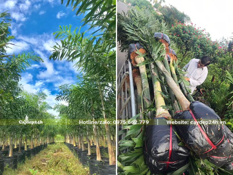 Vườn Cau Đuôi Chồn giống chưa lộ thân