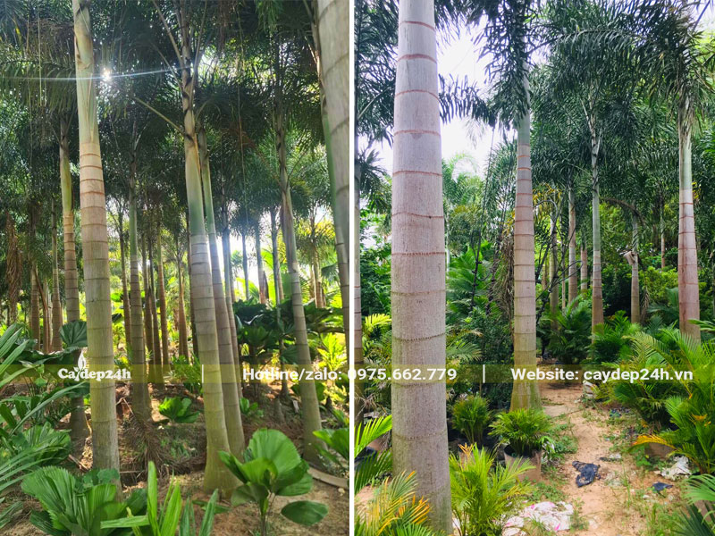 Cau Đuôi Chồn lâu năm, lóng thân cao hơn 3m