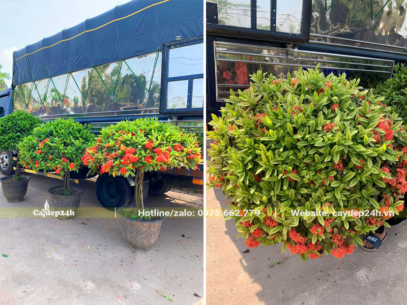 Những chậu cây hoa Mẫu Đơn Ta cao gần 1m, tán tròn đẹp