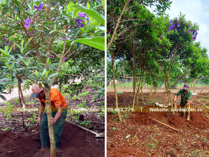 Công nhân đang bứng cây hoa Mua Úc cao hơn 2m