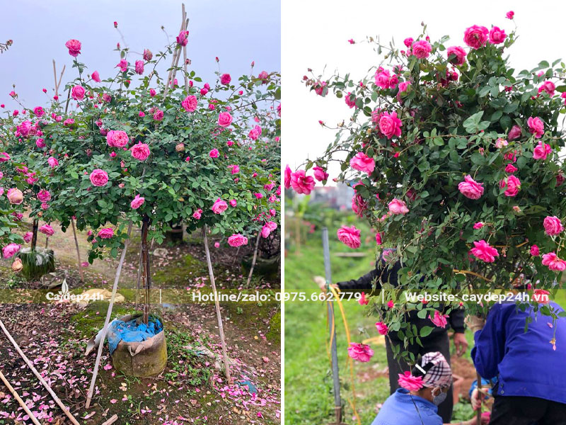 Buộc cành, bó tán cho cây hoa hồng cổ Sapa trước khi vận chuyển