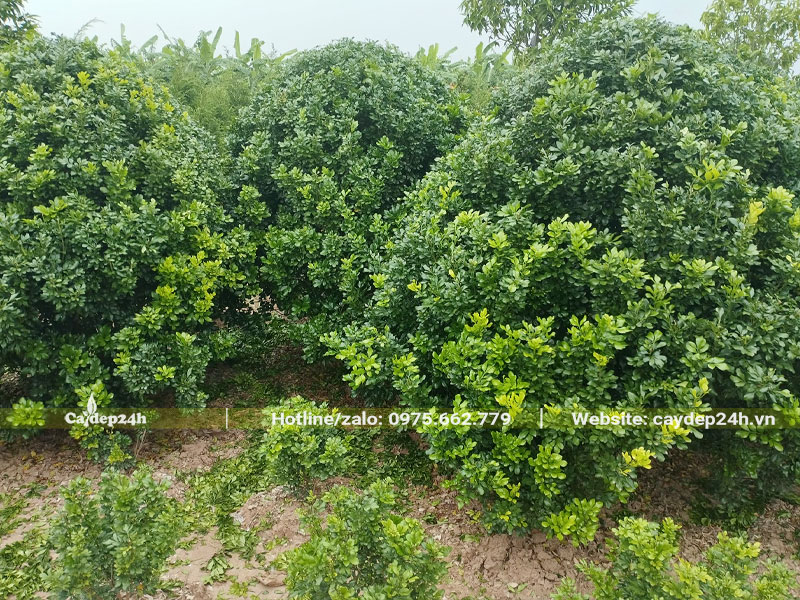 Vườn cây Ngâu lâu năm, đường kính tán 1m5