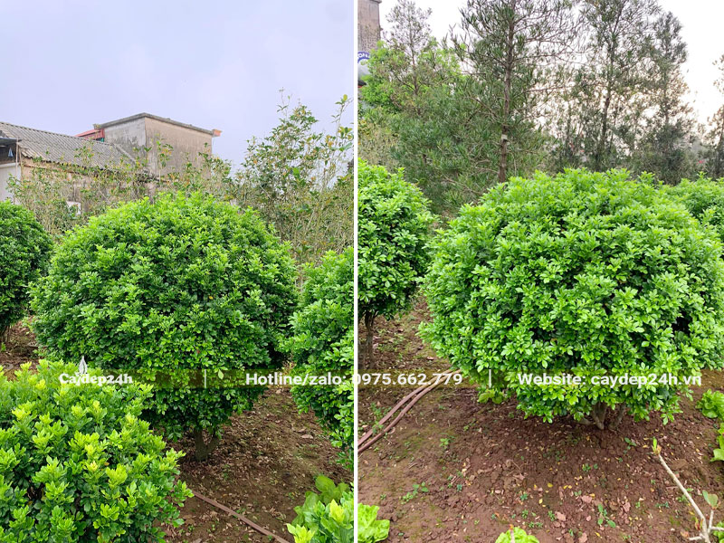Vườn cây Ngâu cao 1m, đường kính tán hơn 1m