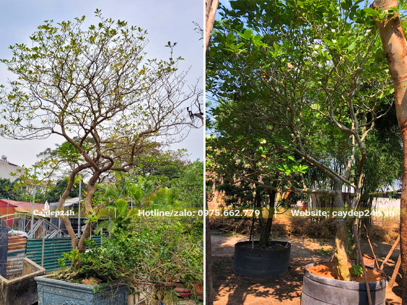 Ngọc Bút lâu năm cao hơn 2m trồng chậu và dâm ủ bầu nổi