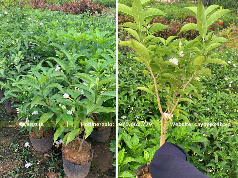Vườn nhân giống và bán số lượng lớn cây Ngọc Bút cao 60cm