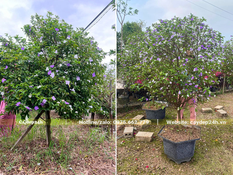 Nhà vườn trồng và dưỡng cây hoa Nhài Nhật trưởng thành