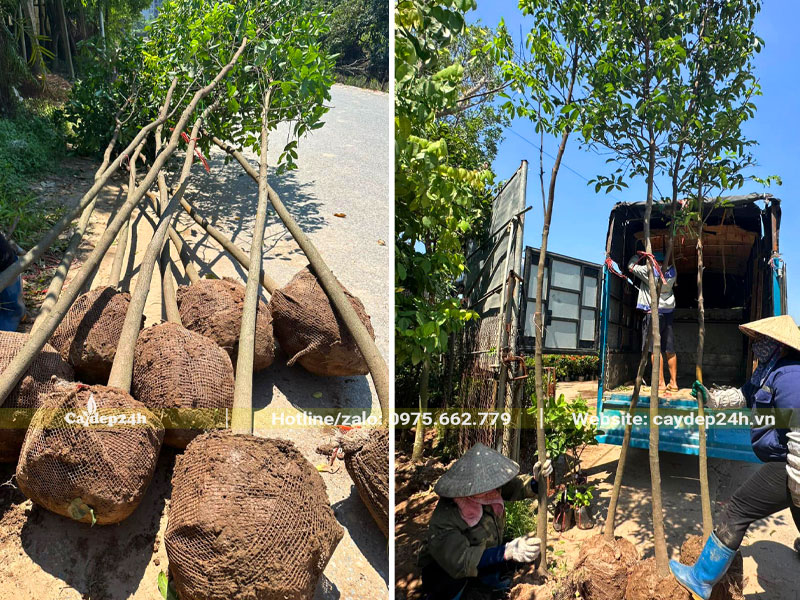 Bứng nóng số lượng lớn cây Thị dâm ủ đường kính gốc 7cm