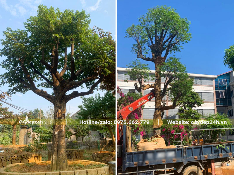 Mua cây Thị cổ thụ đường kính gốc 35cm và thi công trồng tận nơi cho khách hàng