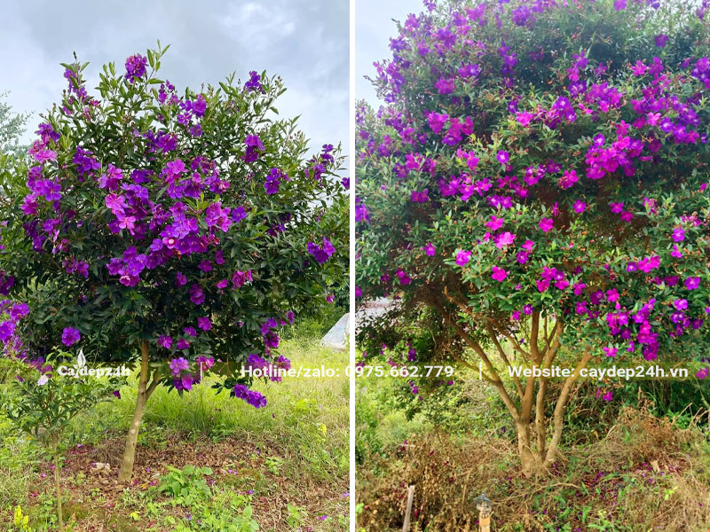 Chiều cao cây Mua Úc từ 2 - 2,5m hoa nở rực rỡ