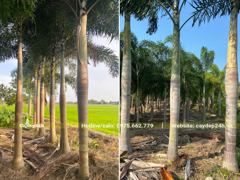 Nhà vườn nuôi trồng Cau Đuôi Chồn từ nhỏ, chiều cao thân khoảng 4m