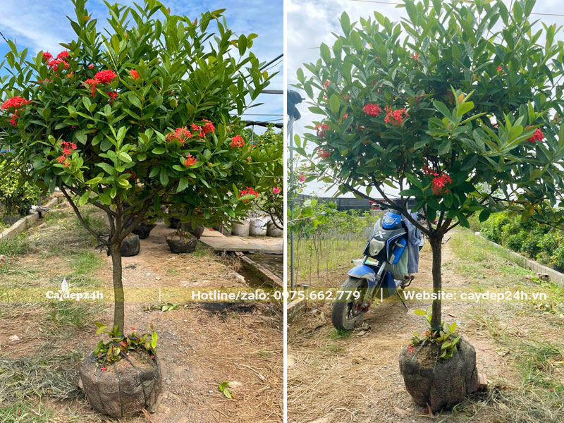 Cây hoa Mẫu Đơn đỏ thoát thân 40 - 50cm