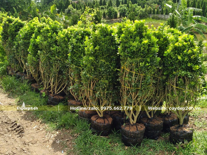 Cây Ngâu cao 1m không tính bầu, mới bứng và bó bầu