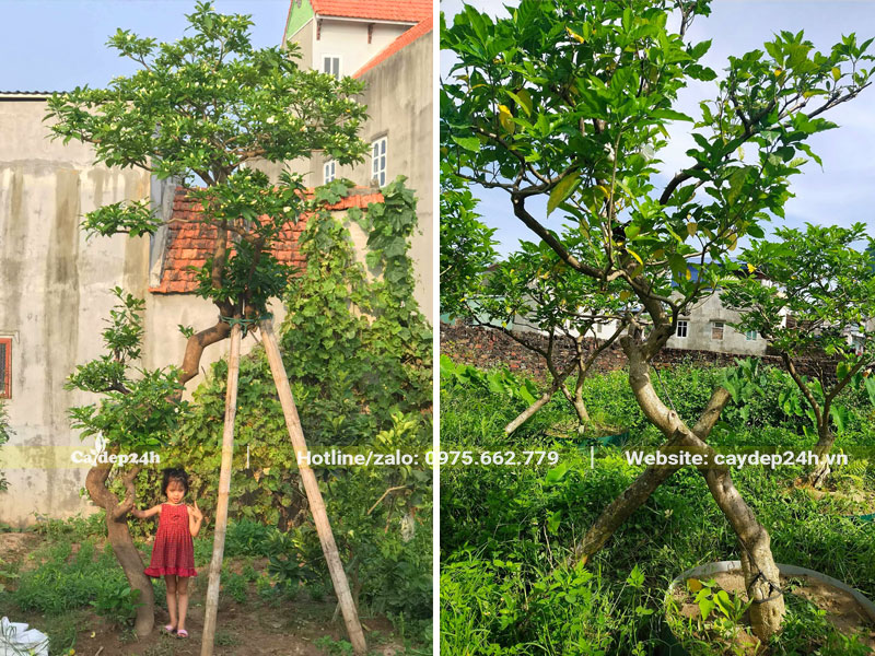 Vườn dâm ủ nguyên những cây Ngọc Bút lâu năm, chiều ca o 2 - 3m