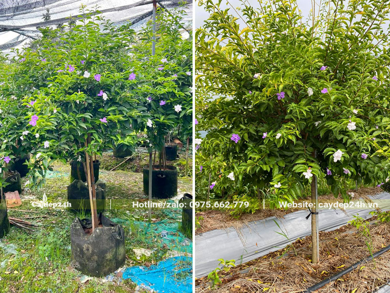 Vườn cây hoa Nhài Nhật dâm ủ cao 1m5
