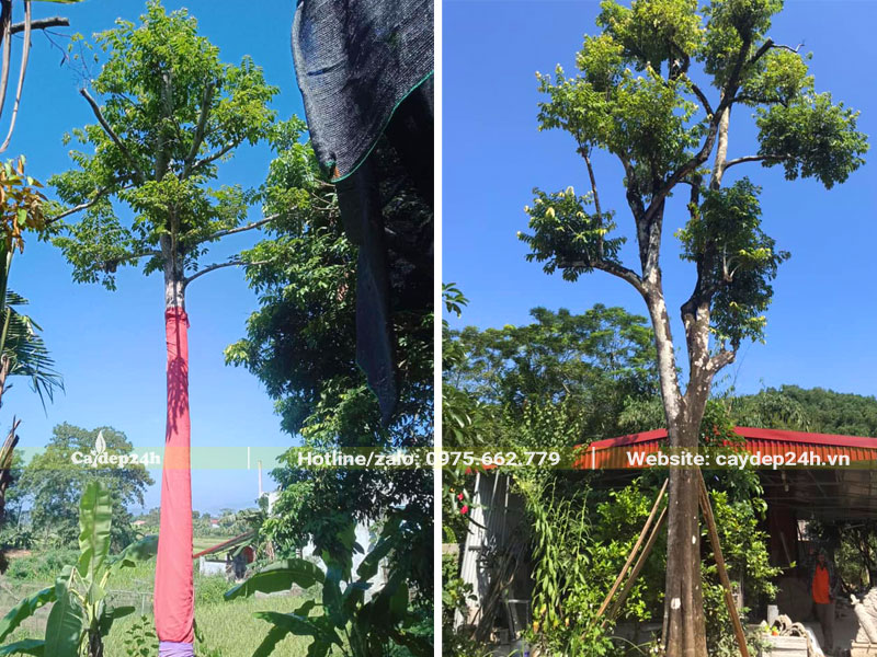 Hai cây Thị cổ cao 5 - 6m, đường kính gốc 30cm