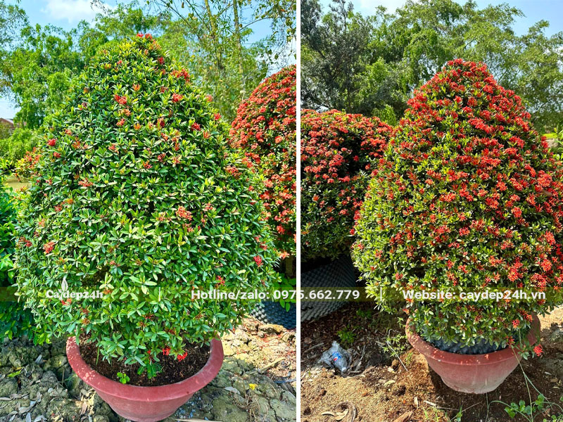 Những cây Trang đỏ cảnh nuôi trồng lâu năm trong chậu