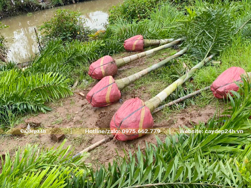 Cau Đuôi Chồn mới lộ thân, bứng thẳng bầu tại vườn