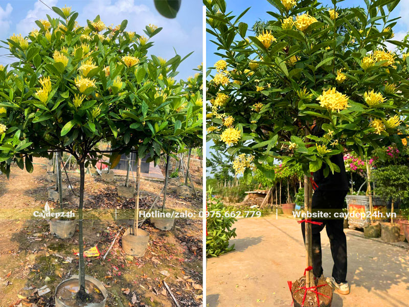 Bứng cây Mẫu Đơn ta hoa vàng dâm ủ lâu năm