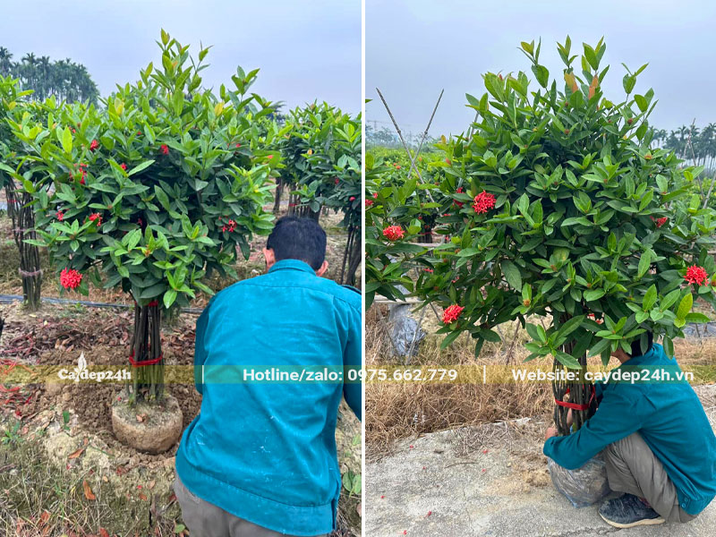 Bứng và trồng cây hoa Mẫu Đơn thân bụi cho công trình