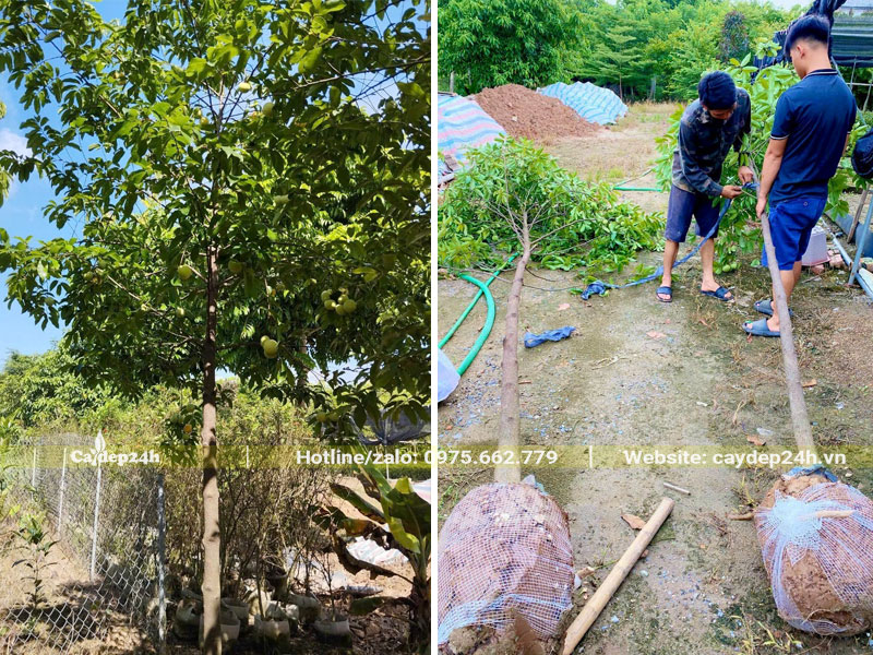 Cây Thị đường kính gốc 8cm đã ra trái