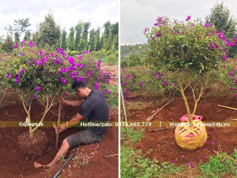 Cây hoa Mua Úc mới bứng bầu