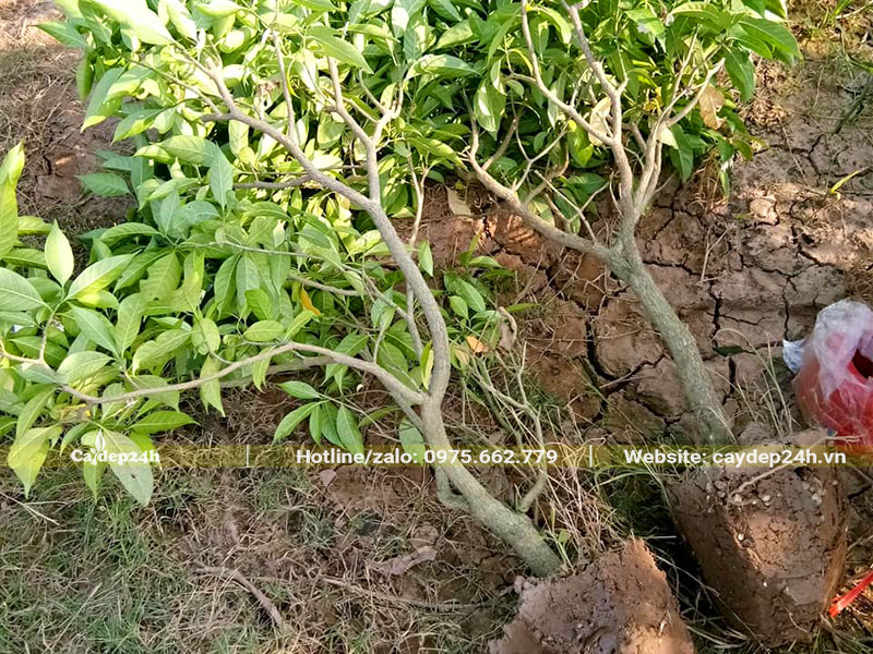 Bứng bầu số lượng lớn cây hoa Ngọc Bút cao 1m