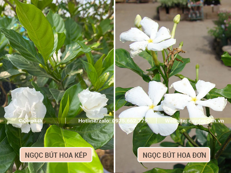 So sánh hoa của cây Ngọc Bút kép và đơn