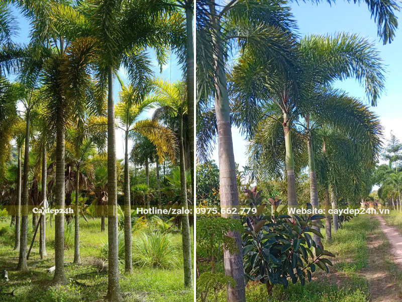 Cau Đuôi Chồn lâu năm, chiều cao từ 4 - 5m